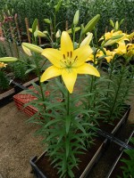 [5046 Ceb Dazzel No02.JPG]